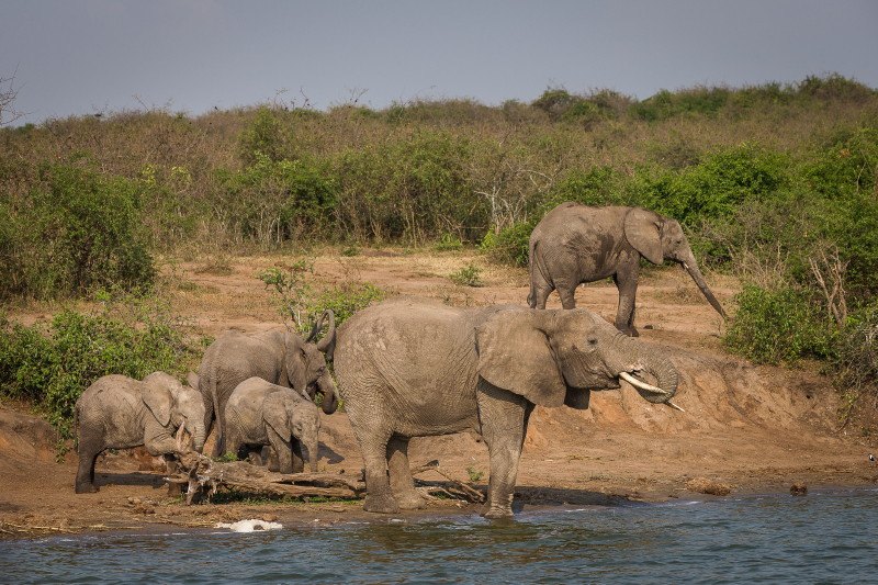39 Oeganda, Queen Elizabeth NP, olifanten.jpg